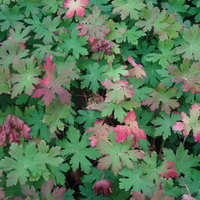 Geranium  macrorhizum